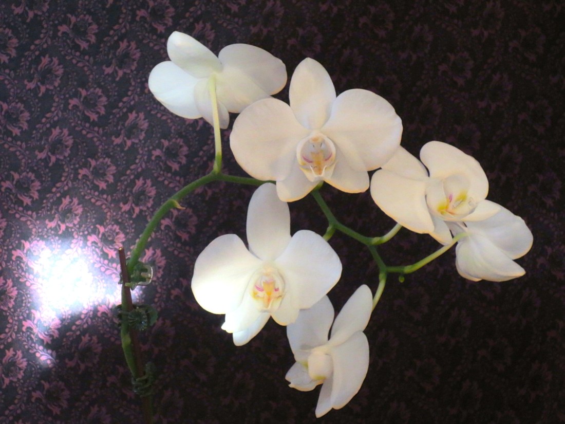 An Orchid Named Hope