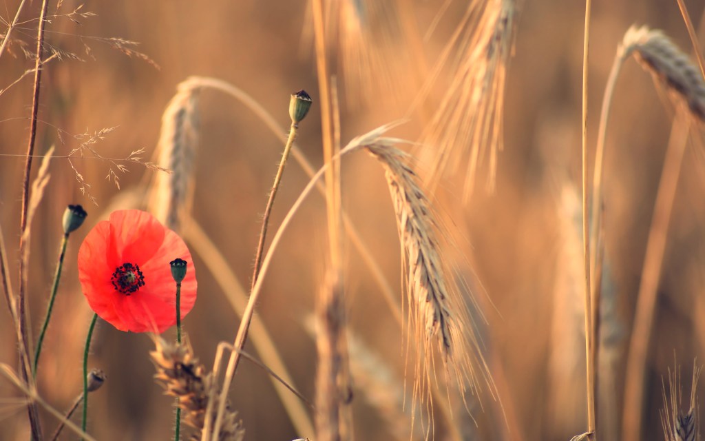 field-poppy-flower-spikes-summer_2560x1600_sc