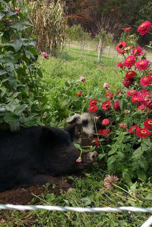 IMG_20171014_145334834