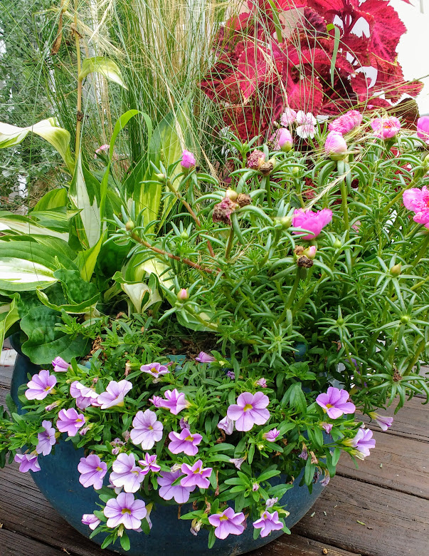 IMG_20170725_083205279